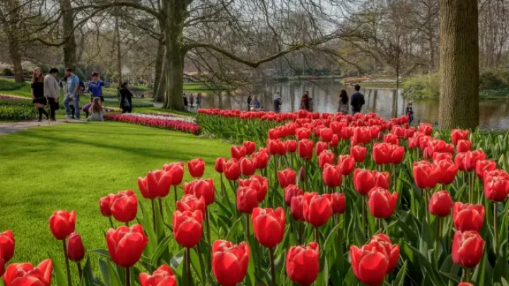 Keukenhof sluit een succesvol seizoen