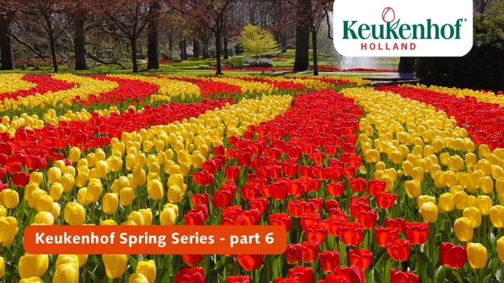 Keukenhof Frühling Serie - April 30