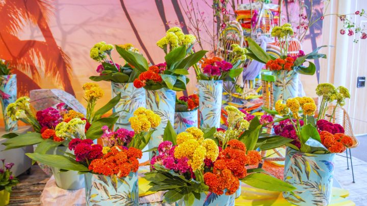 Anjer- en zomerbloemenshow