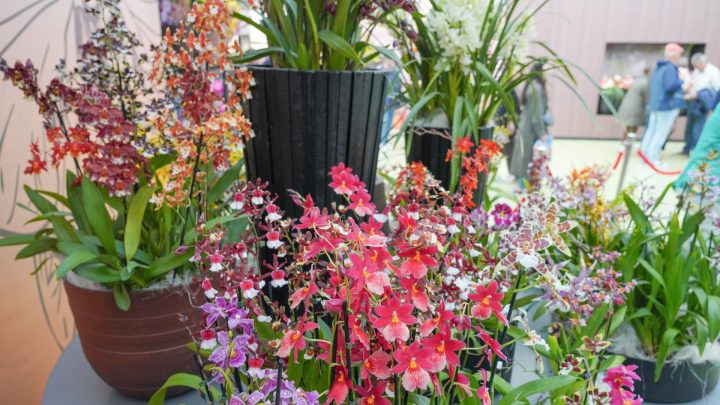 Orchideen und Anthurium Show
