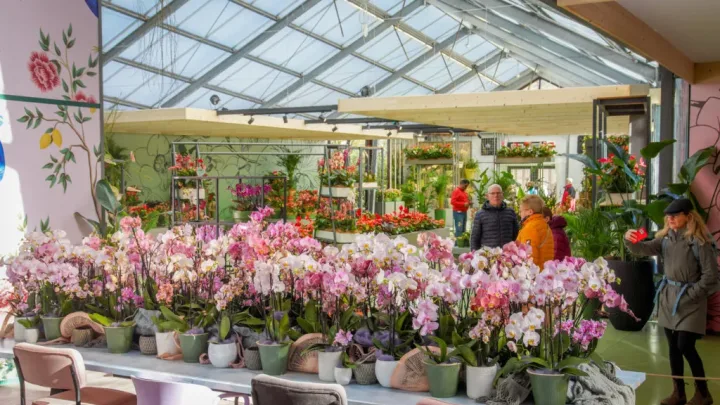 Persuitnodiging donderdag 20 april: Edsilia Rombley doopt Phalaenopsis in Keukenhof