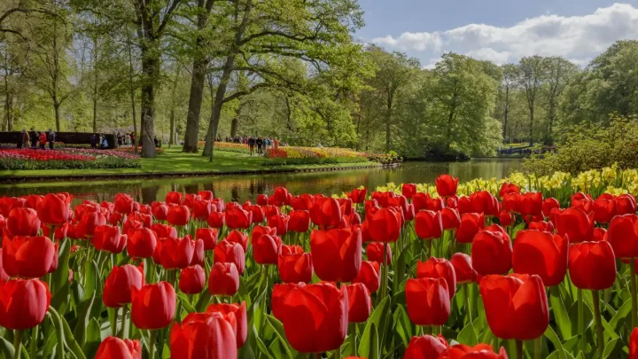 Keukenhof virtually open