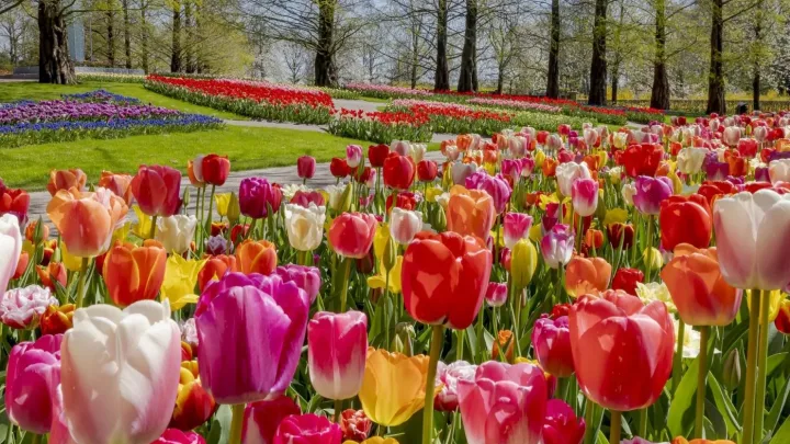Keukenhof freut sich auf den Frühling