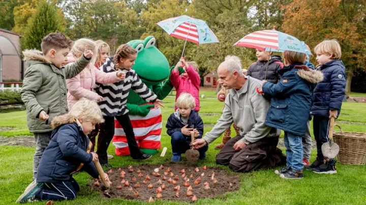 Kikker plant tulp in Keukenhof