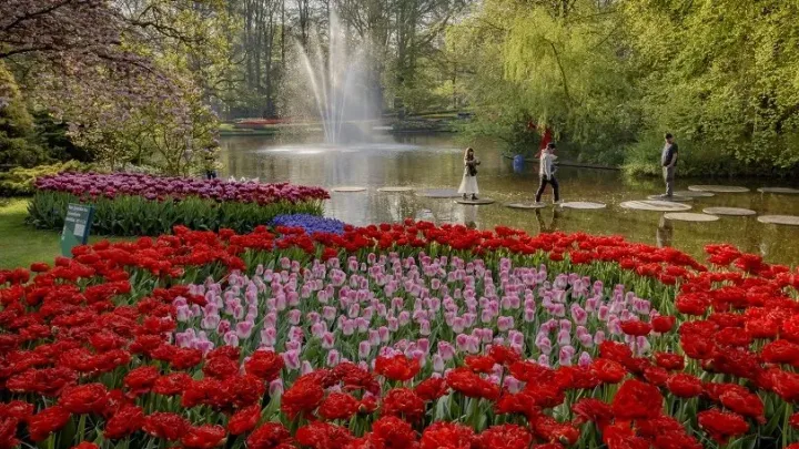 Keukenhof is klaar om te openen!