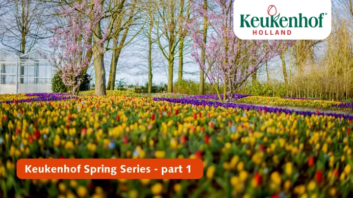 Keukenhof Spring Series - March 23