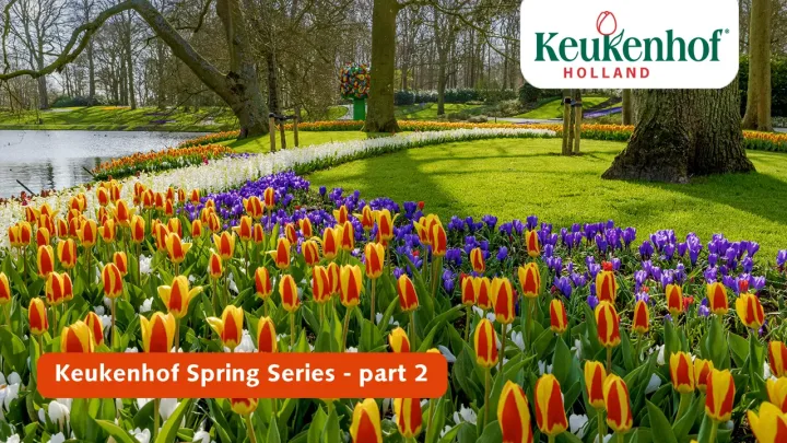 Keukenhof Spring Series - March 30
