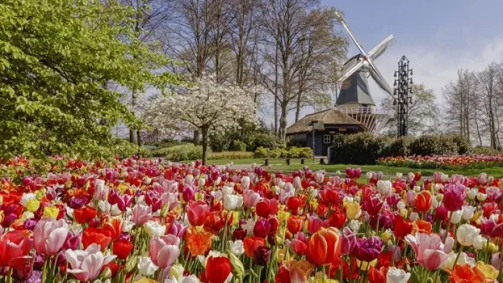 Keukenhof not permitted to open on 20 March 2021